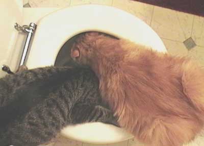 Lou and Bubba drink from the commode